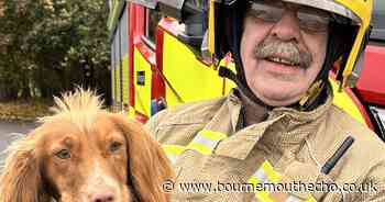 Firefighters come to the rescue of dog in difficulty