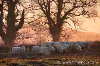 AHDB issues lungworm in cattle alert amid &#39;ideal&#39; conditions