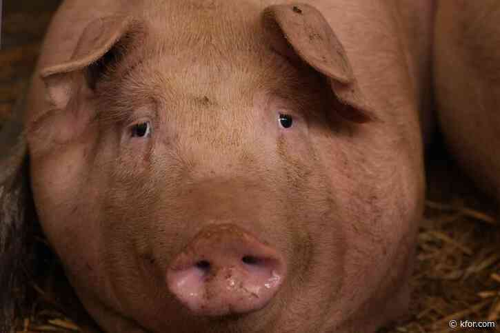 First-ever US pig tests positive for bird flu in Oregon