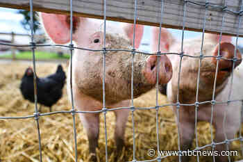 H5N1 bird flu found in a pig in the U.S. for the first time