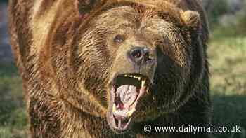 Hunter is mauled to death by brown bear as his body is found next to deer carcass