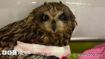 Patched-up rare owl carries hope for species