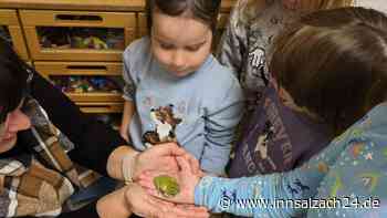 Warum in einem Ampfinger Kindergarten nun zwei Korallenfingerfrösche wohnen