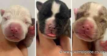 Wirral animal rescue’s urgent message after puppies dumped in box on side of road