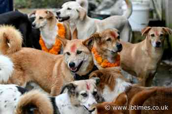 Nepal's Day Of The Dog As Part Of Hindu Celebrations