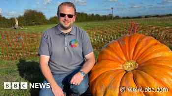 Man grows huge pumpkin on allotment for Halloween