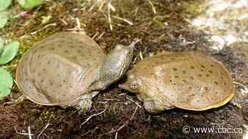 Manitoba's mudpuppy listed among most distinct animals in Canada