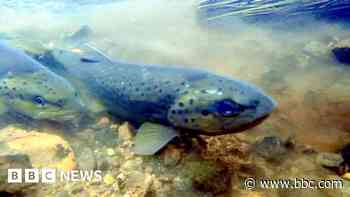 Bringing back wild brown trout to 'damaged' river