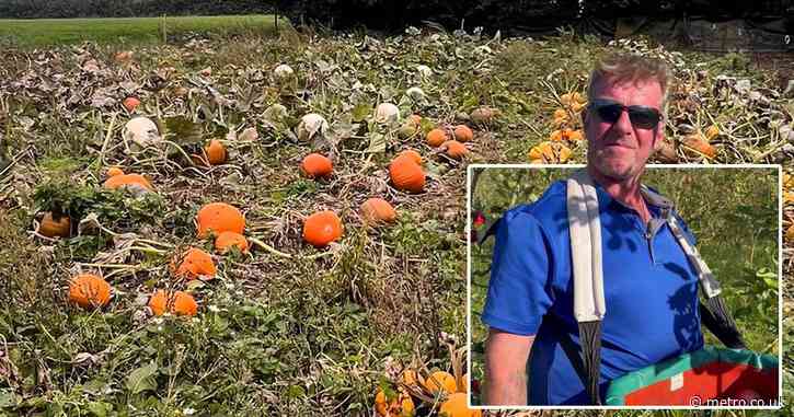 Farm comes up with unique pumpkin picking alternative after crop fails