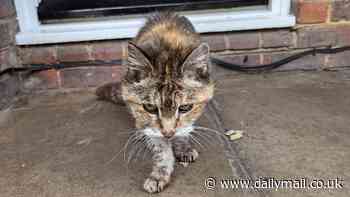 Cat that went missing from her owner 14 years ago is found alive after living 'semi-feral' existence just six miles away