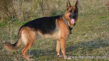 Mysterious death of two police dogs in Sydney after a training day sparks investigation