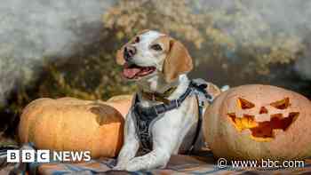 Rescue centre dogs get spooky for Halloween