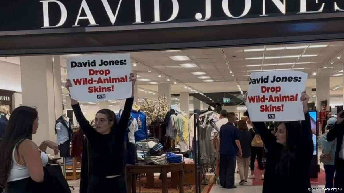 Here’s Why PETA Supporters Keep Crashing David Jones’ Stores