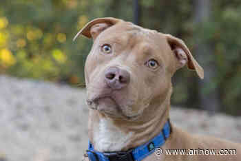 Adoptable Pet of the Week: Ace