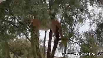 California man stunned to find huge beast perched in tree above his house