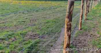 Row erupts after MOD puts up 2km barbed wire fence in Colchester woodland