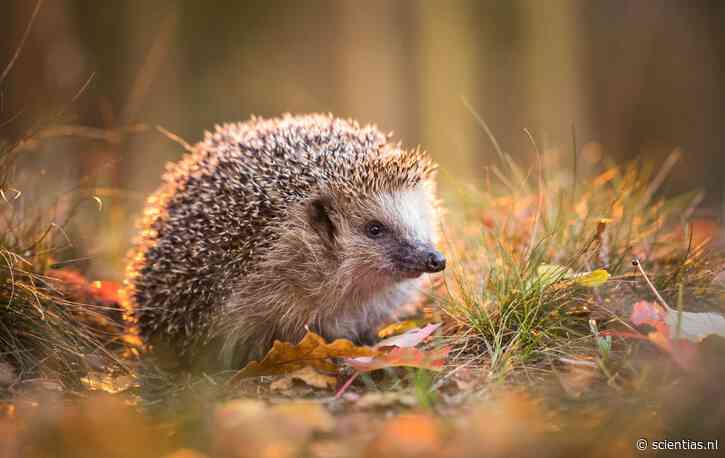 Onderzoekers slaan alarm: zorgwekkende achteruitgang van de egel plaatst de soort nu op de Rode Lijst