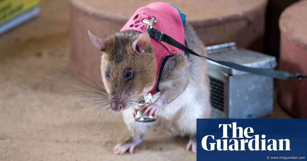 Rats trained to sniff out smuggled rhino horn and pangolin scales