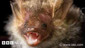 Study reveals 14 bat species on safari park estate