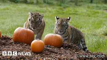 Rare tiger cubs investigate Halloween pumpkins