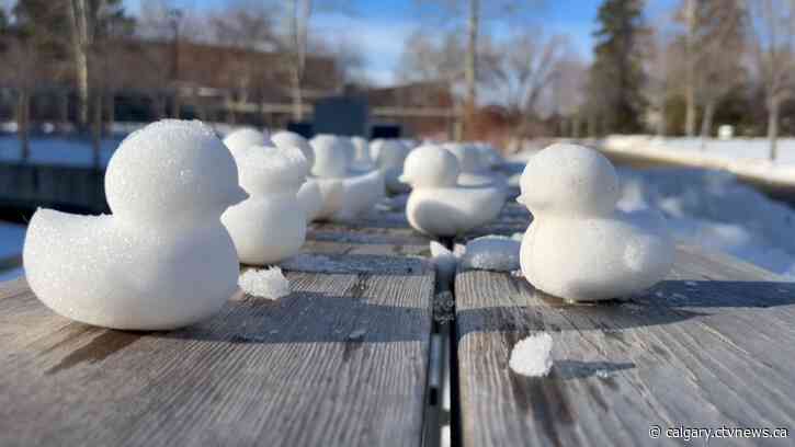 Calgary snow ducks land at the U of C bookstore