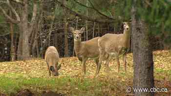 White-tailed deer numbers strong in N.B. as hunting season gets underway