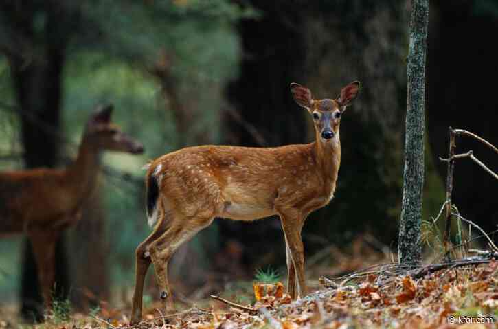 Chronic Wasting Disease found in Cimarron Co., says ODWC