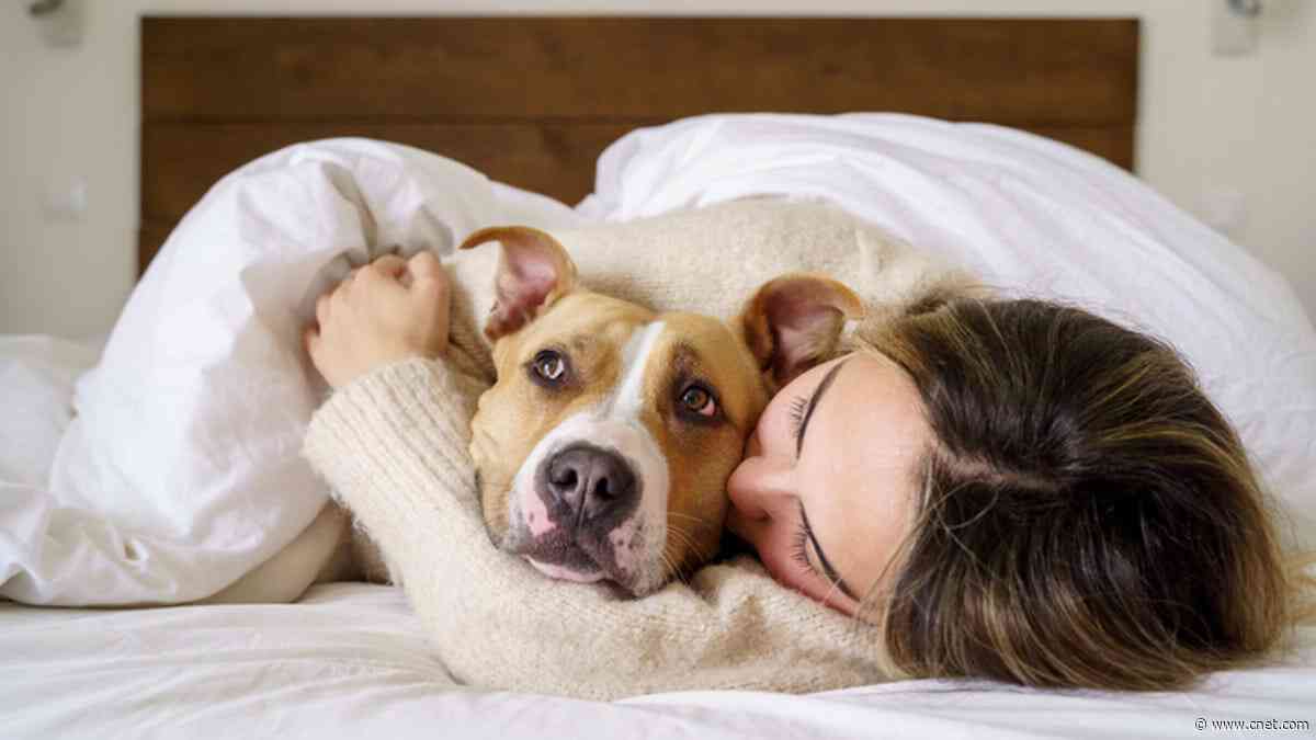 How to Share Your Bed With Pets Like a Pro: A Round Up of Our Experts' Advice