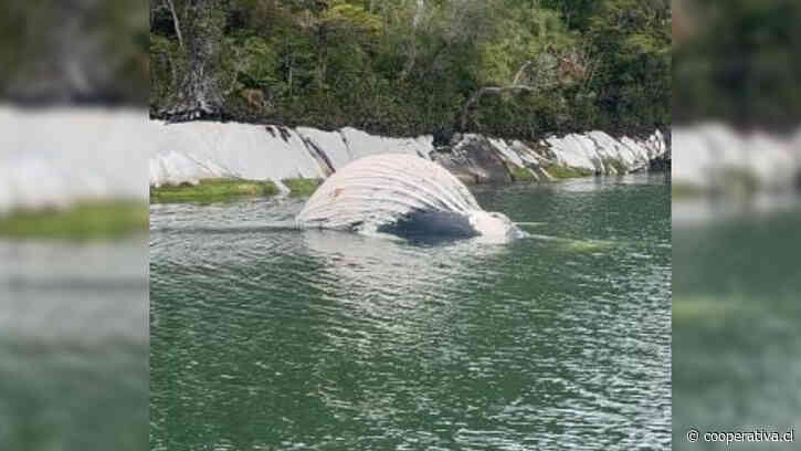 Gobierno presentó denuncias para investigar la muerte de ballenas jorobadas