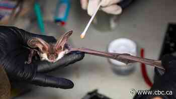 Hamilton researchers part of team studying bats' wing fungus to help them 'survive and prosper'