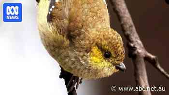 This little bird could be 'gone, not with a bang, but a whimper', expert warns