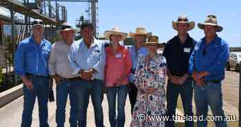 Temperament is first and foremost says Myola Feedlot at feed trial event