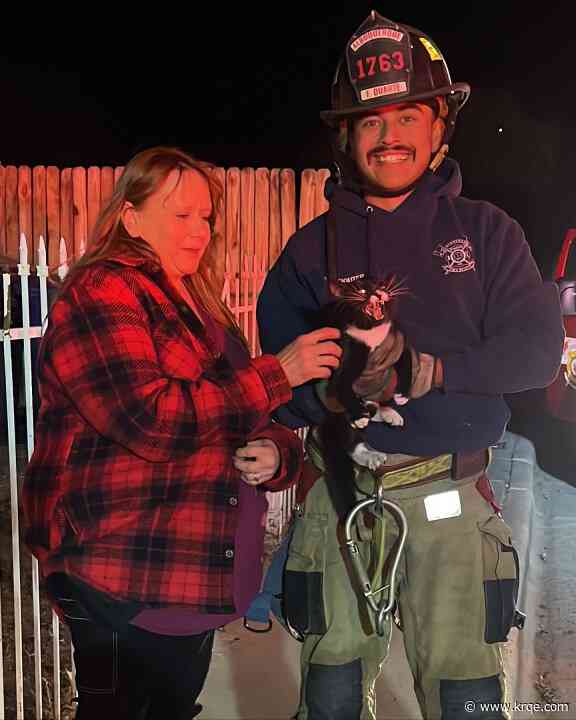 AFR rescues cat stuck in tree