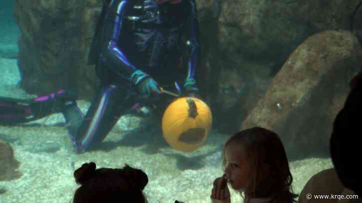 ABQ BioPark showcases pumpkin carving underwater