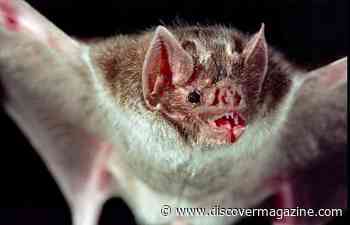 Vampire Bats Have Unique Adaptations and Relationships