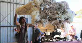 Softer wool market hopeful northern winter will drive demand