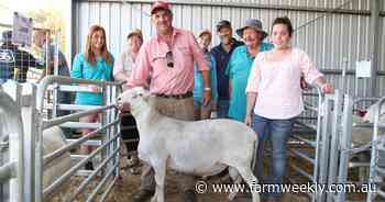 SheepMaster rams deliver positive results for Blackwood stud