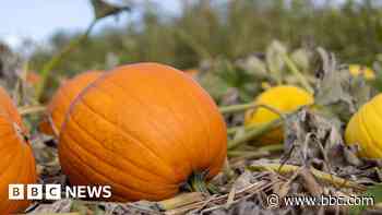 Halloween pumpkin warning over threat to hedgehogs