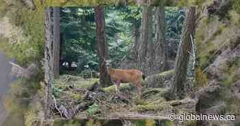 Sidney Island residents say nets are cruelly ensnaring local deer