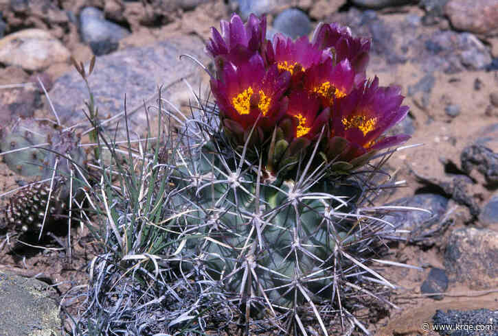 Conservation groups sue U.S. Fish and Wildlife Service, seek protection of native cactus in New Mexico