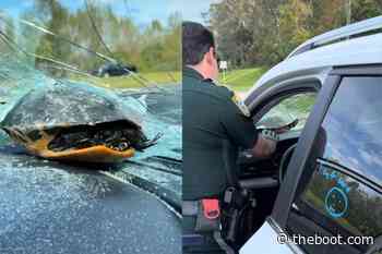 Real-Life Mario Kart? Turtle Crashes Through Couple's Windshield