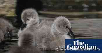 Week in wildlife in pictures: roving parrots, rabid seals and a prickly pest