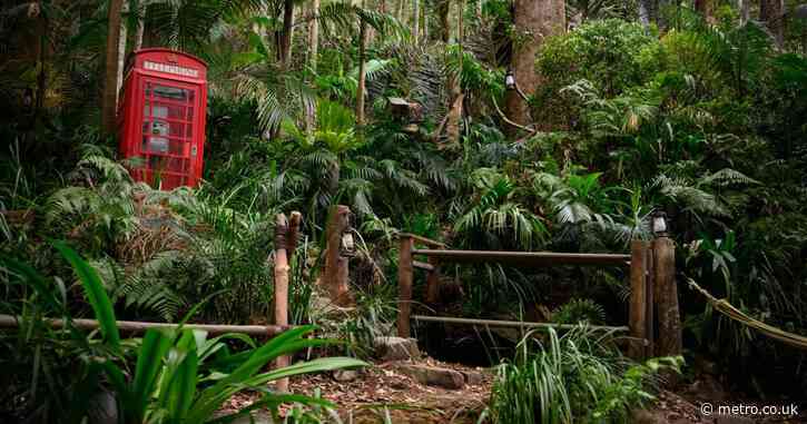 I’m A Celebrity 2024 faces chaos as camp is ‘invaded by poisonous creatures’