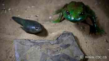 Giant tadpole fossil is the oldest ever discovered