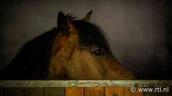 Man (37) verdacht van ontucht met pony in Amstelveen