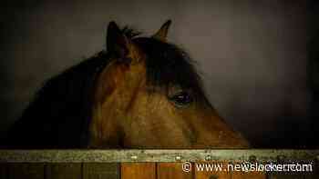 Man (37) verdacht van ontucht met pony in Amstelveen