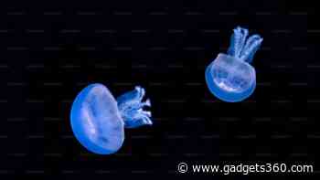 Comb Jellies Exhibit Rare Ability to Revert from Adult to Juvenile Form