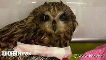 Rare owl dies despite surgery