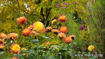 Garten Herbst-fit machen: Welche Pflanzen jetzt geschnitten werden müssen