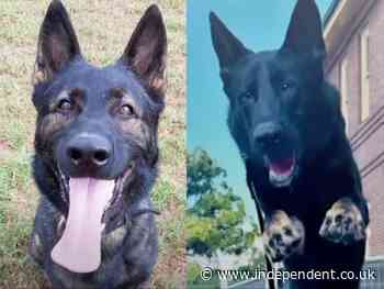 Two police dogs found dead in handler’s car after ventilation system failed